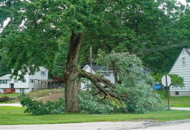 Best Large Tree Removal  in Lake Butler, FL